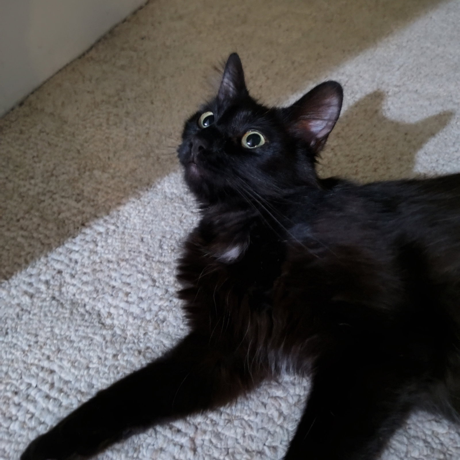 A Shady Cat