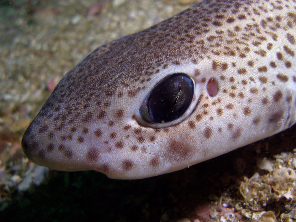 catshark