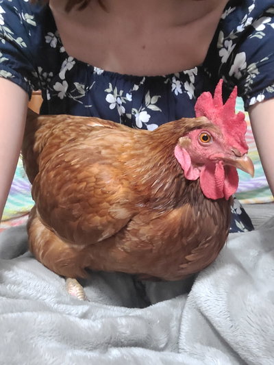 Roo