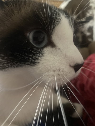 Echo