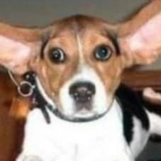 Shuki 