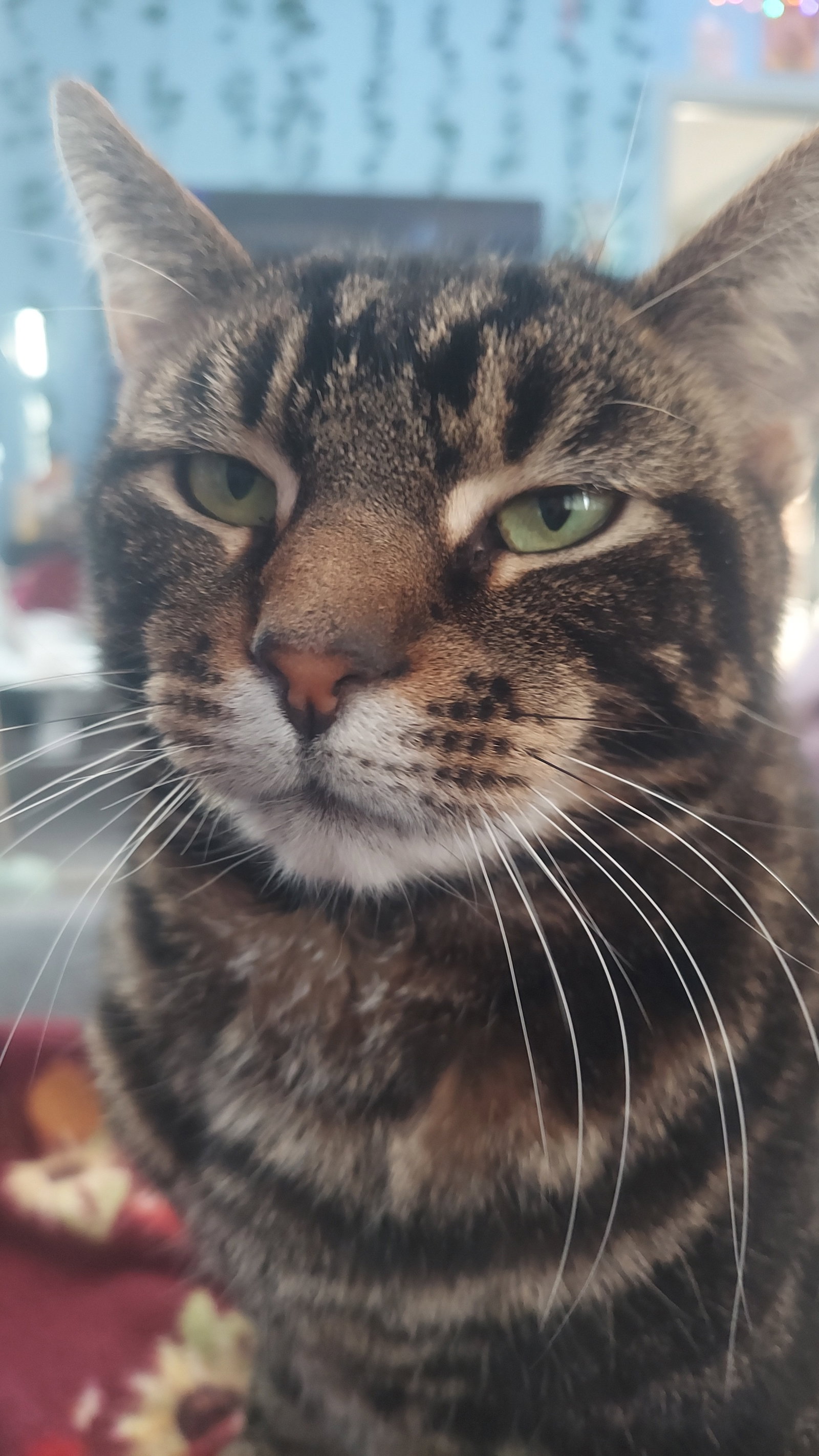 Kat