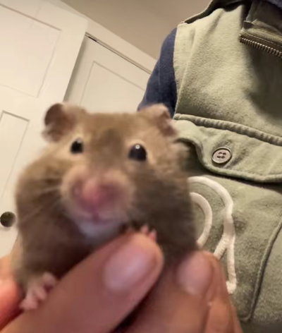 Joestar