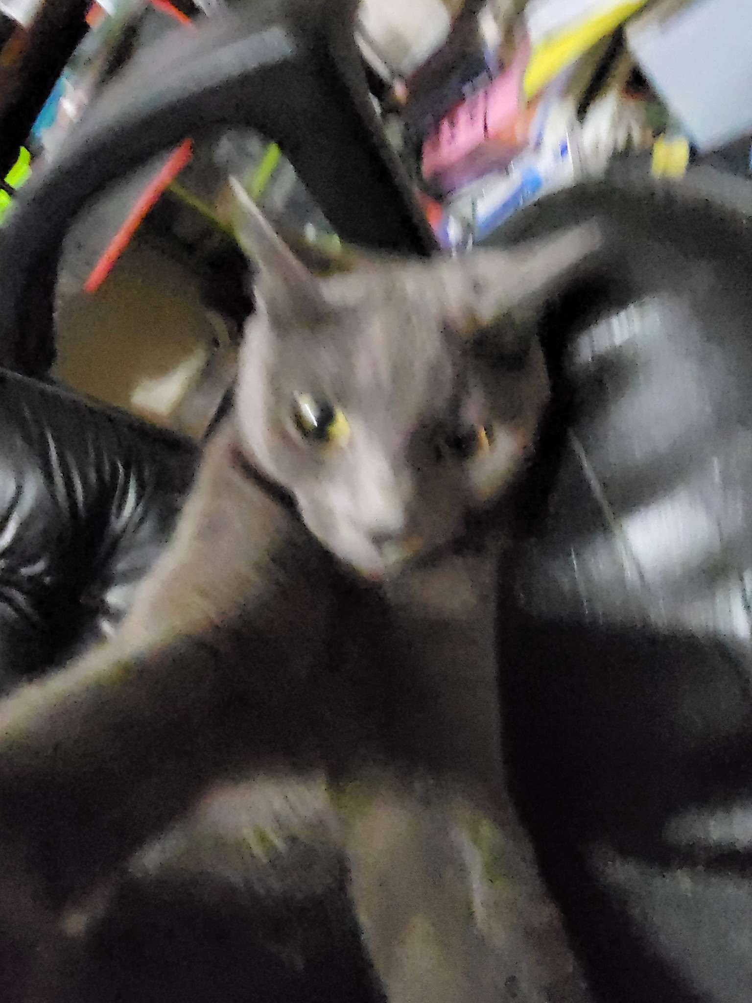 Mr. Frivolous