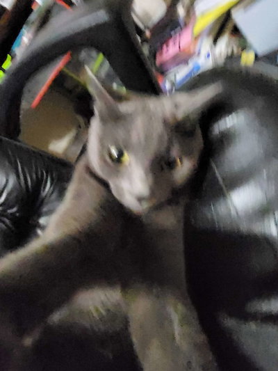 Mr. Frivolous