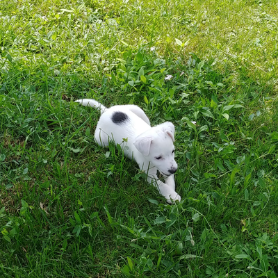 Lazypuppy