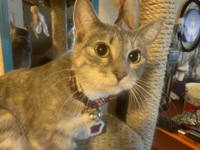 Lantiera