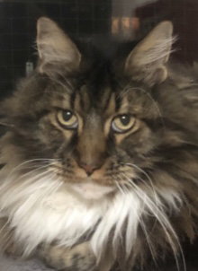 CefeiTheCat