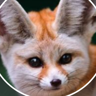 Themaxfennecva