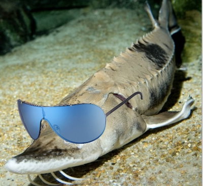 Big Sturgeon