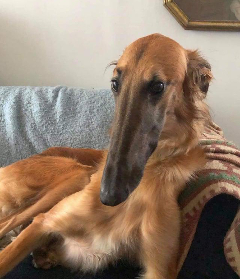 Anonymous Doggo