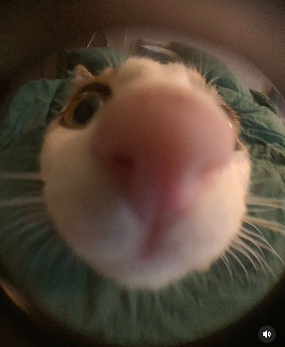 pudz