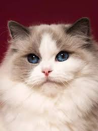 catributor
