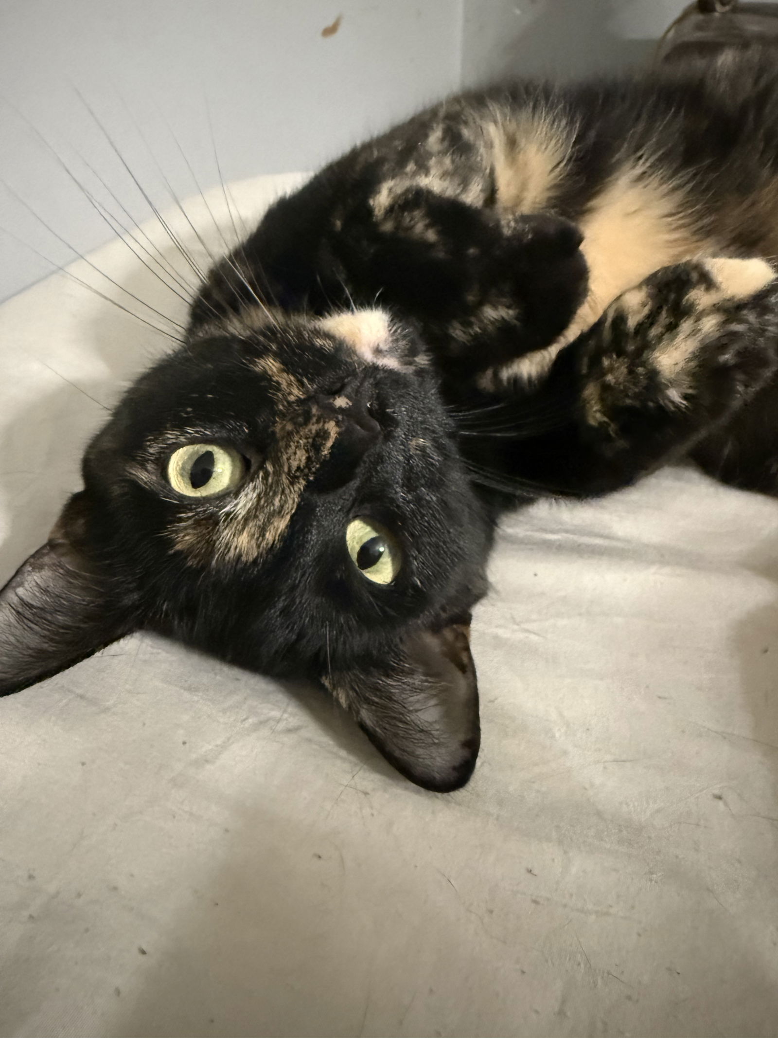 Serial designation B