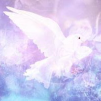 Dove