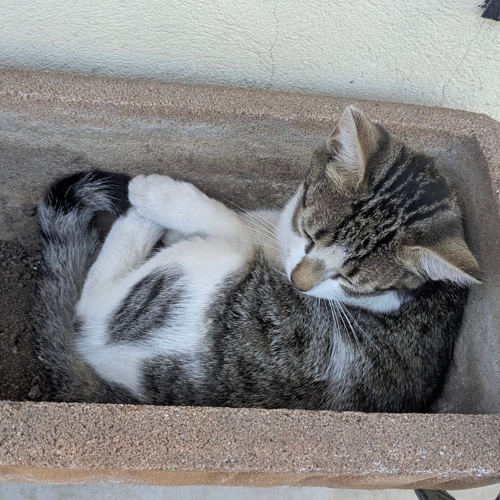 kluddy