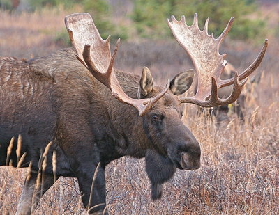 Kyle "Moose" McHugh