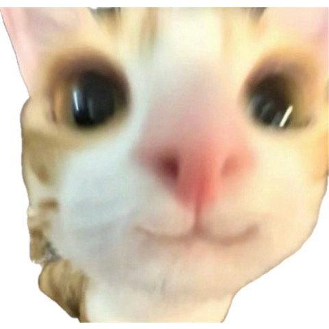 Yashi