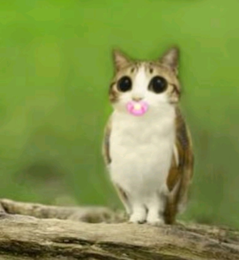 leafy_kitten