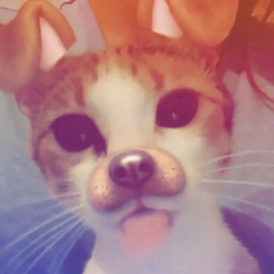 cuocuo