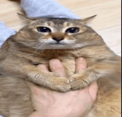 catpwp