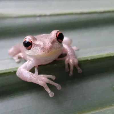 Frogland