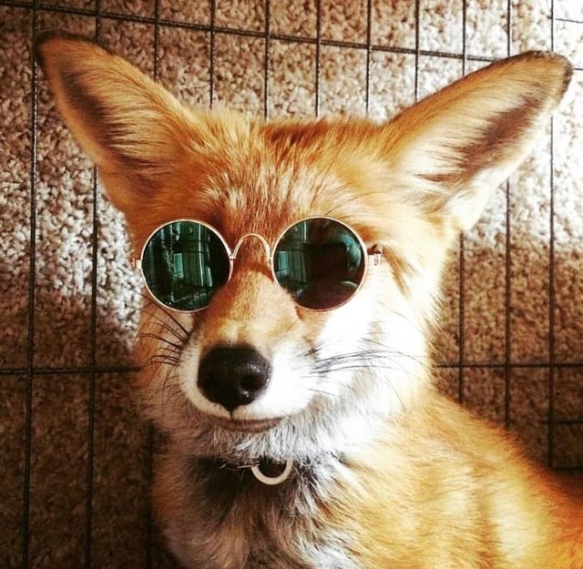 Fox