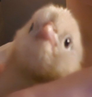 CJaychickenz