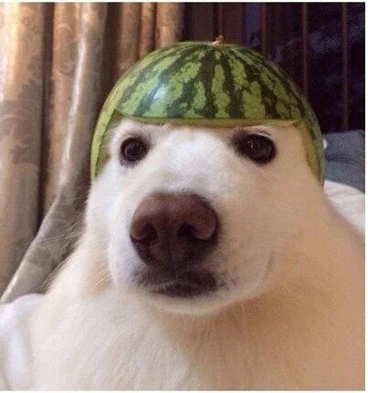 Froggo