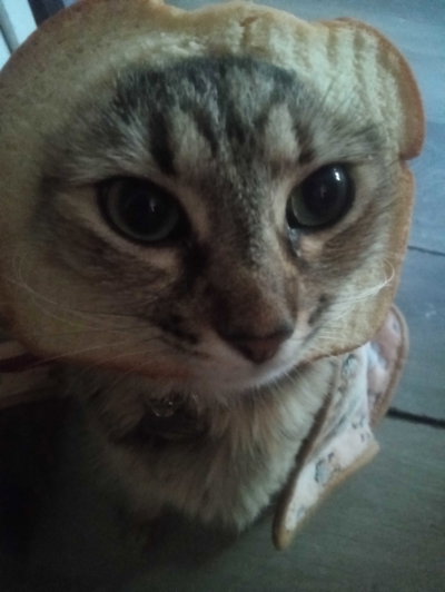 CatDude