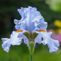 Iris Swan