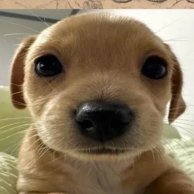 Muffyuh