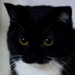 Cat Calico