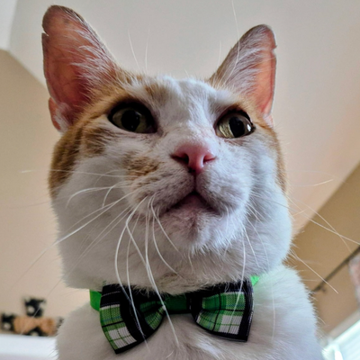 Practiced Perfection