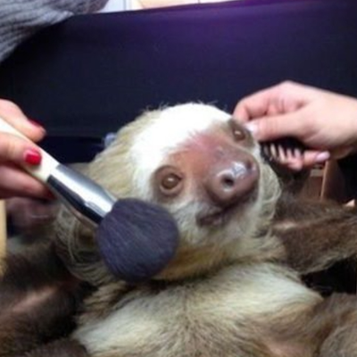 That One Sloth
