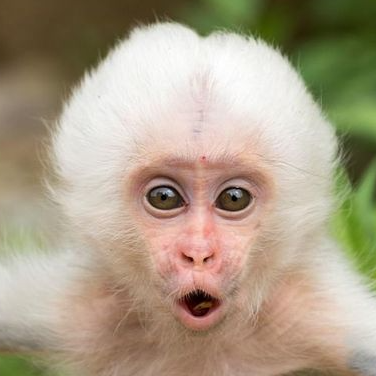 SaltMonkey
