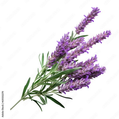 Lavenner