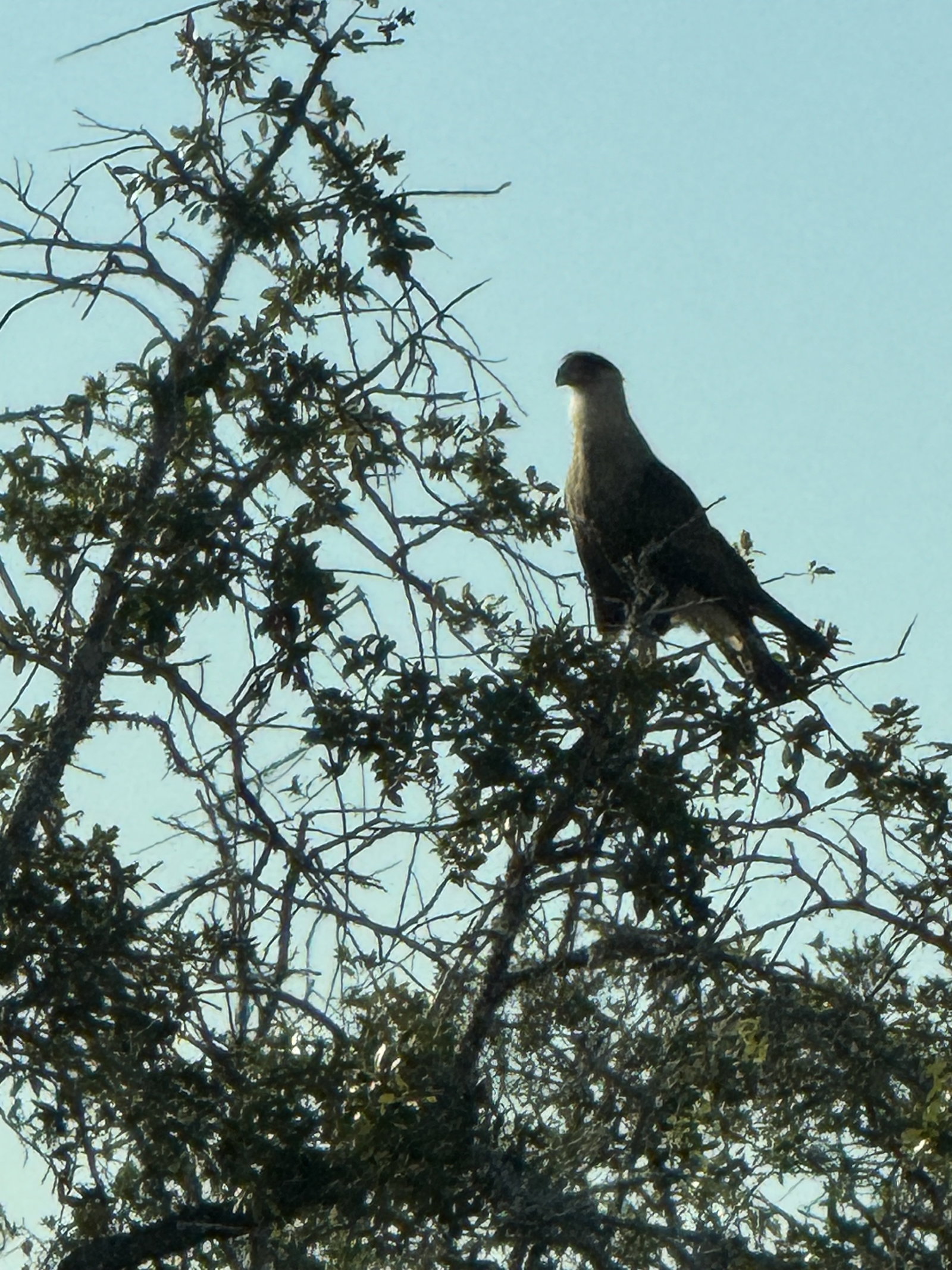 Cursed with Glorious Purpose