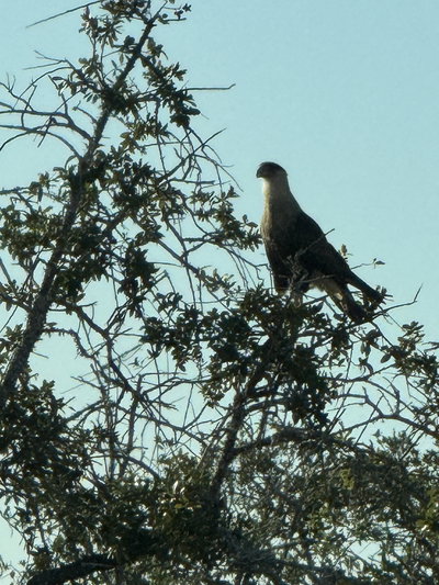 Cursed with Glorious Purpose