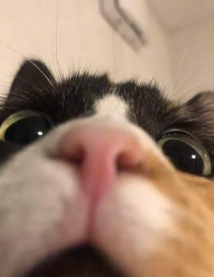 Roy 