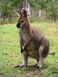 Rapidwallaby