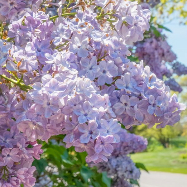 lilac