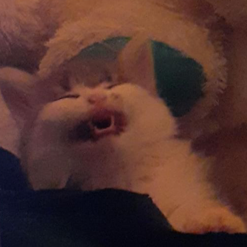Ali