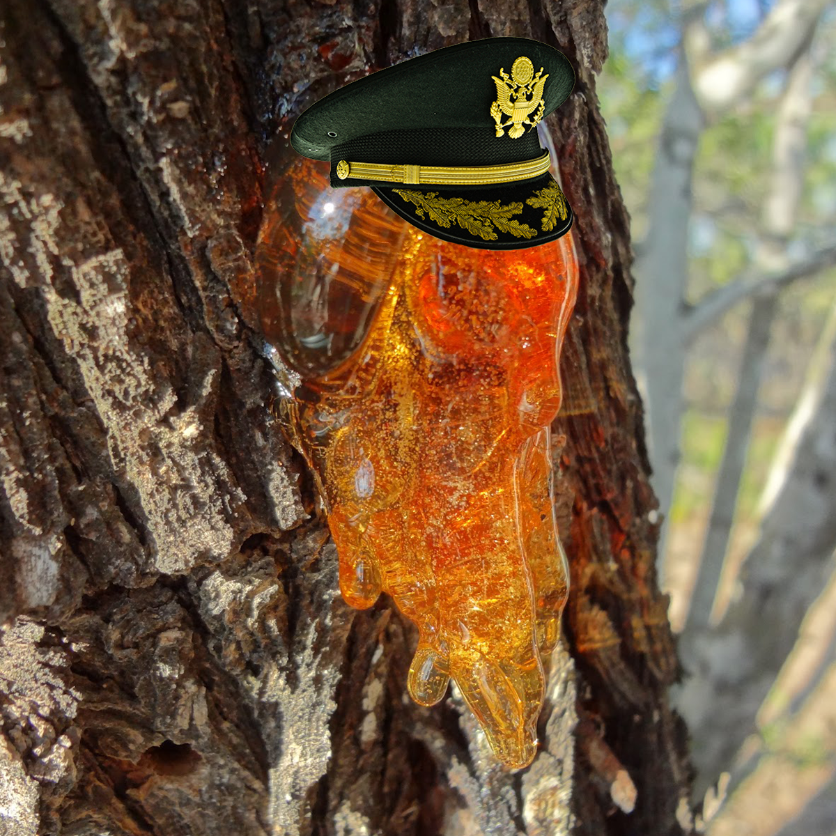Treesap