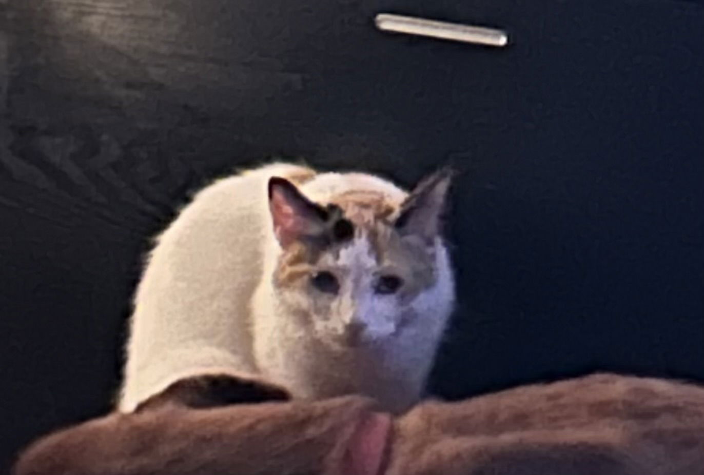 Cursed with Curiosity