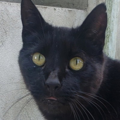 Mad Cat