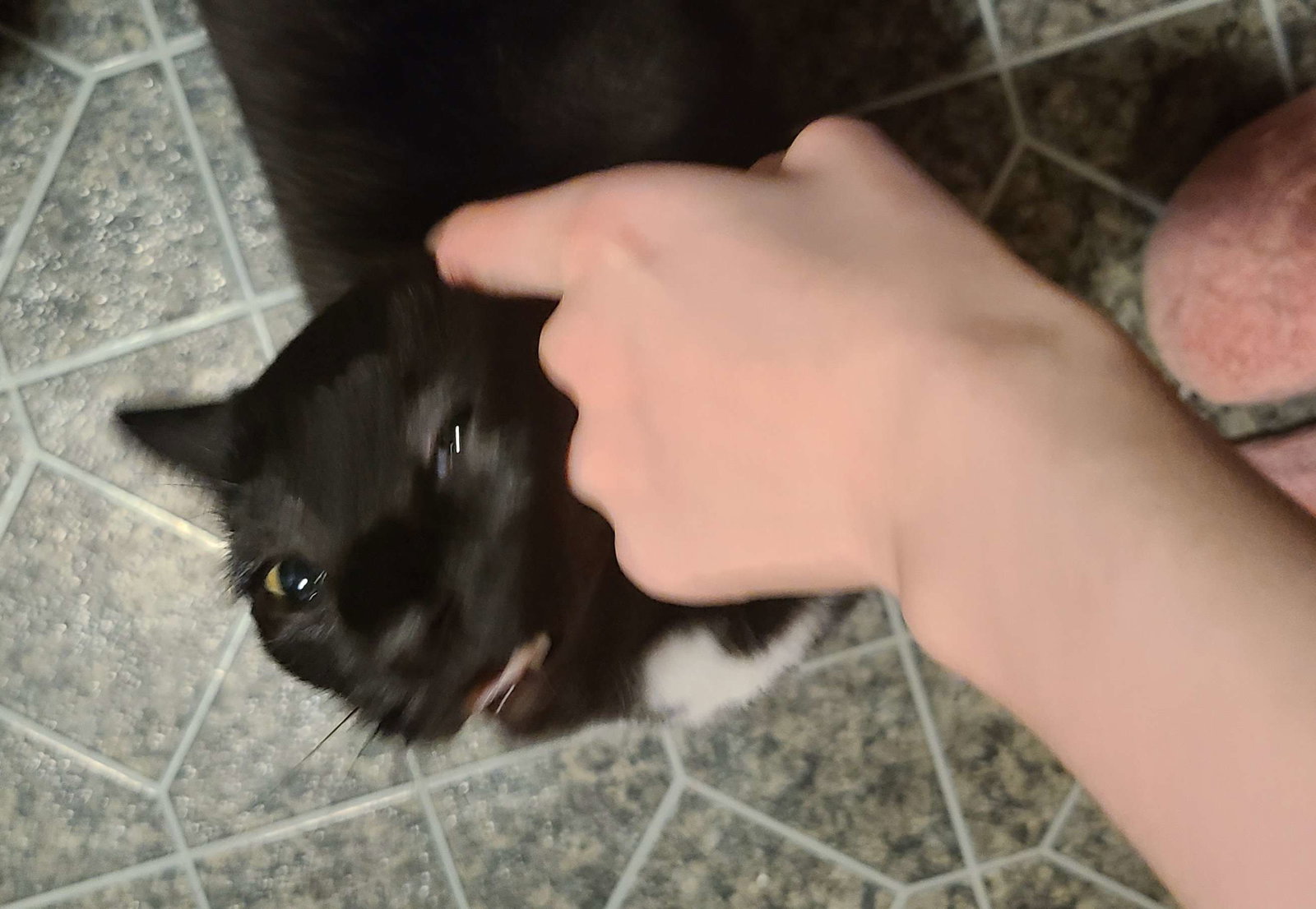 FluffyTheArtisticGoat