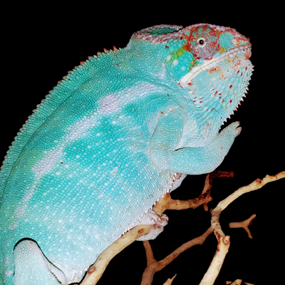 Chameleon Man