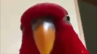 Aern Is NOT a Parrot