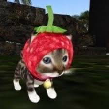 strawberrycat